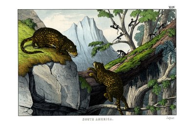 Jaguar alkotó: English School