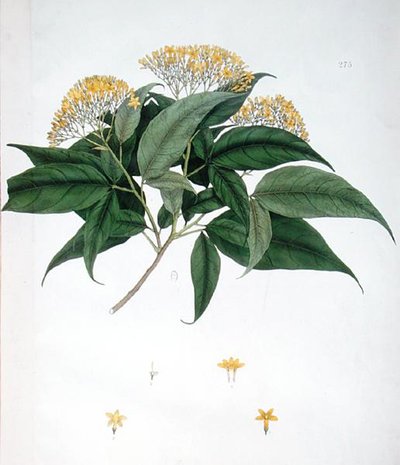 Jasminum Heterophyllum (színes litho) alkotó: English School