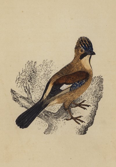 Jay (színes litográfia) alkotó: English School