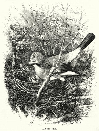 Jay és Nest (metszet) alkotó: English School