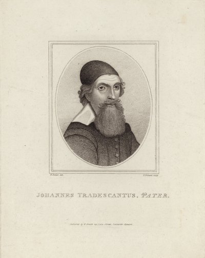 Johannes Tradescantus Pater alkotó: English School