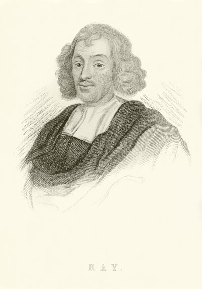 John Ray alkotó: English School