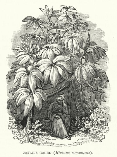 Jónás töke, Ricinus communis (metszet) alkotó: English School