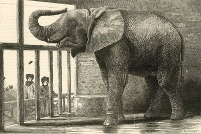 Jumbo, a nagy afrikai elefánt az Állatkertben (metszet) alkotó: English School