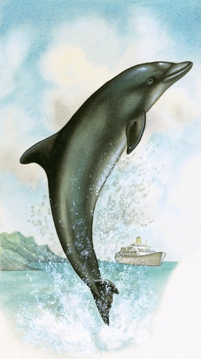 Ugró delfin alkotó: English School