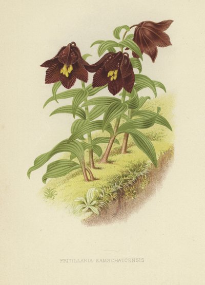 Kamtschatka-Schachblume oder Kamtschatka-Lilie von English School