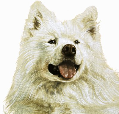 Keeshond alkotó: English School