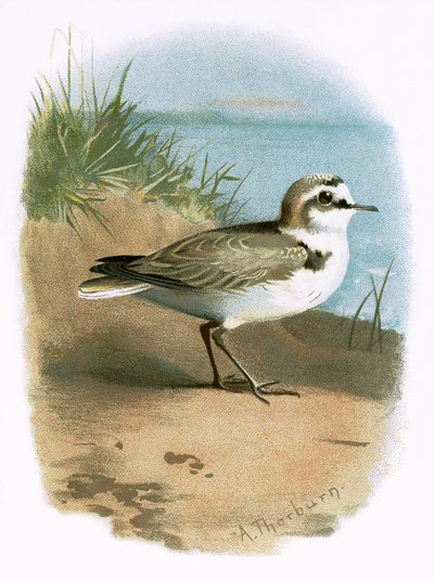 Kentish Plover alkotó: English School
