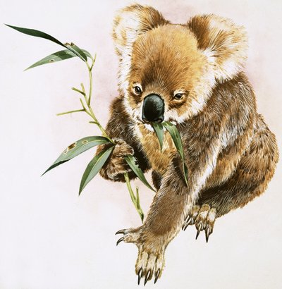 Koala von English School