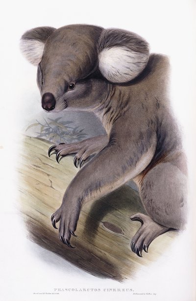 Koala – Phascolarctos cinereus, 1845-1863 alkotó: English School