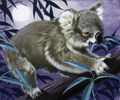 Koala gumifában alkotó: English School