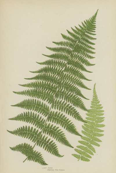 Lady Fern (színes litó) alkotó: English School