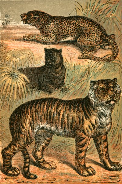 Leopárd, fekete párduc és tigris alkotó: English School