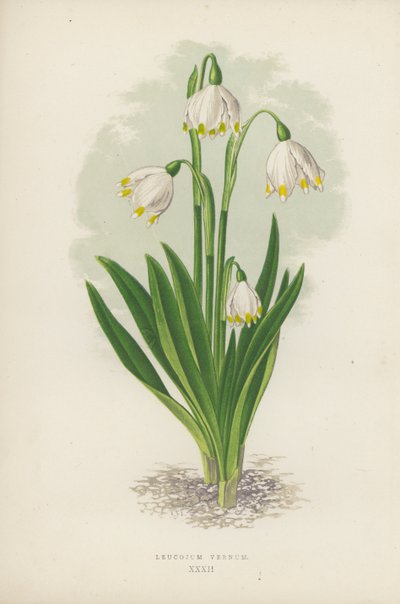 Leucojum Vernum (színes litho) alkotó: English School