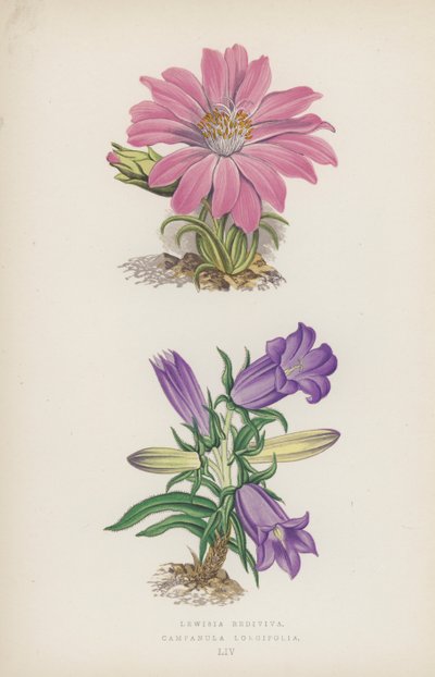 Lewisia Rediviva; Campanula Longifolia (színes litó) alkotó: English School