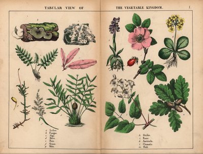 Lichen, gomba, alga, moha, páfrány, fű, pálma, orchidea, rózsa, auricula, klematisz és tölgy. , a "The Instructive Picture Book, or Lessons from the Vegetable World", [Charlotte Mary Yonge], Edinburgh alkotó: English School