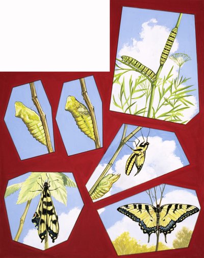 A pillangó életciklusa alkotó: English School