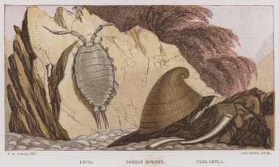 Ligia, Torbay Bonnet, Tusk-Shell (színes litográfia) alkotó: English School