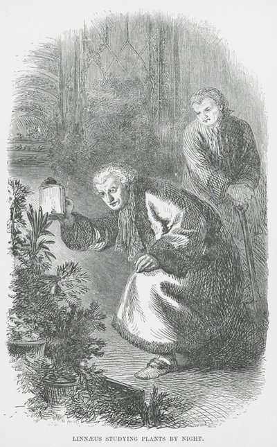 Linnaeus éjjel a növényeket tanulmányozza (metszet) alkotó: English School