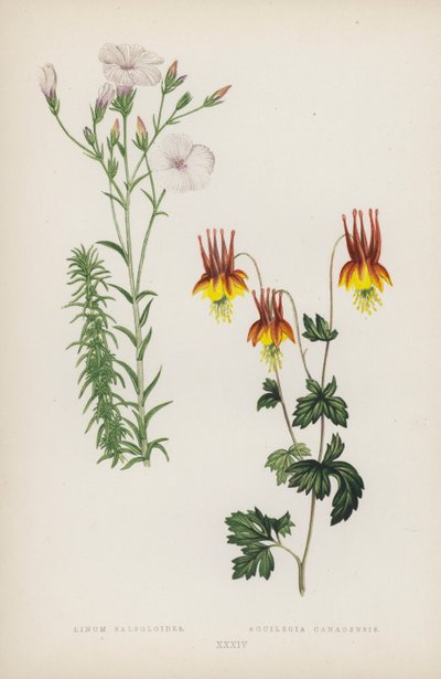 Linum Salsoloides; Aquilegia canadensis (színes litho) alkotó: English School