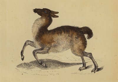 Láma (színes litográfia) alkotó: English School