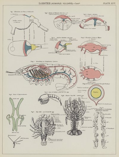 Homar, Homarus Vulgaris (színes litó) alkotó: English School