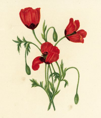 Hosszú tüskésfejű mák, Papaver Argemone (színes litográfia) alkotó: English School