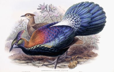 Lophophorus Lhuysii alkotó: English School