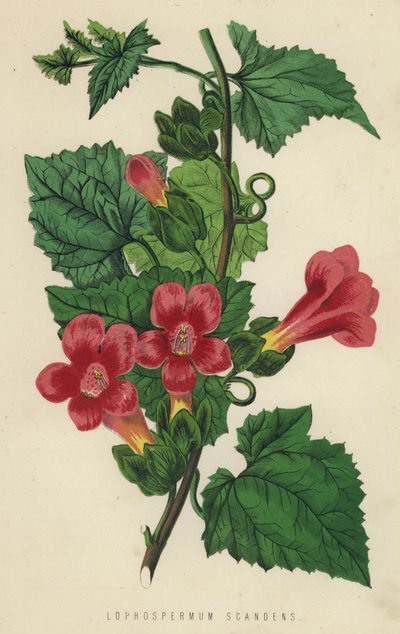 Lophospermum Scandens (kromolit) alkotó: English School