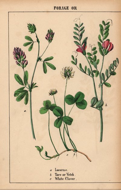 Lucerna, tára vagy bükköny és fehér lóhere  , a "The Instructive Picturebook, or Lessons from the Vegetable World", [Charlotte Mary Yonge], Edinburgh alkotó: English School