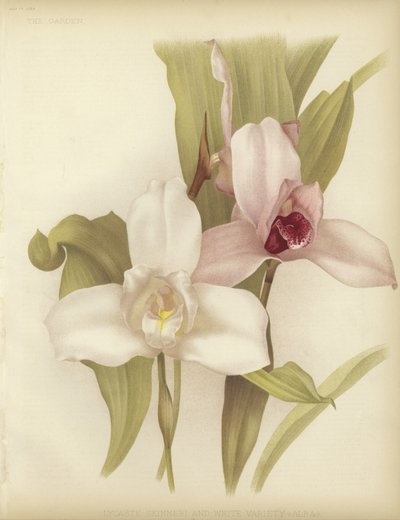Lycaste skinneri és fehér fajta alkotó: English School