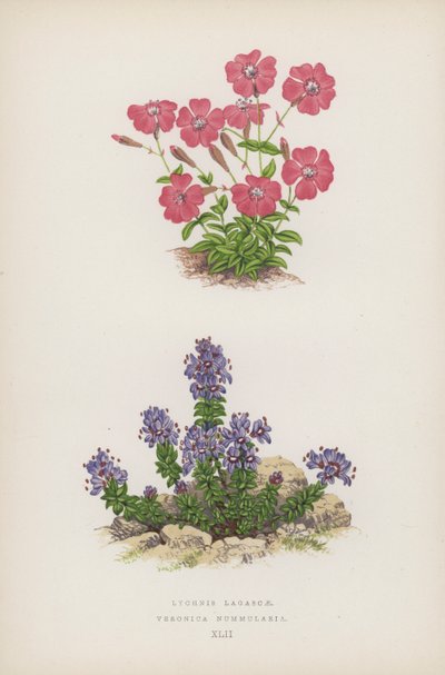 Lychnis Lagascae; Veronica Nummularia (színes litó) alkotó: English School