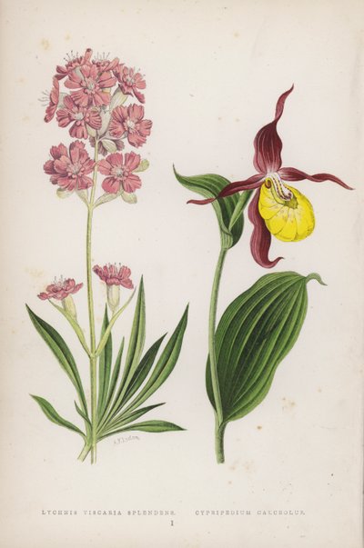 Lychnis Viscaria Splendens; papucscipő (színes litho) alkotó: English School