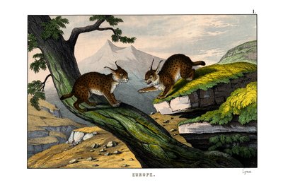 Lynx alkotó: English School