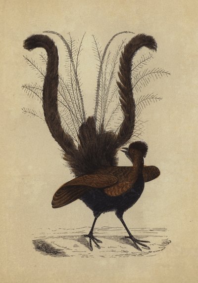 Lyre Bird (színes litográfia) alkotó: English School