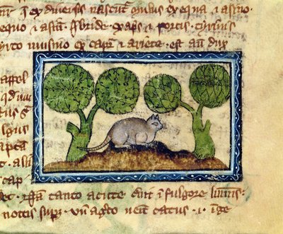 MS 379 f.12r Egy macska egy földhalmon guggolva, részlet egy Bestiáriumból, angolul alkotó: English School