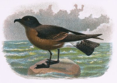 Petrel fa alkotó: English School