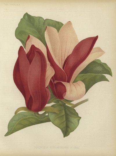 Magnolia soulangiana nigra alkotó: English School