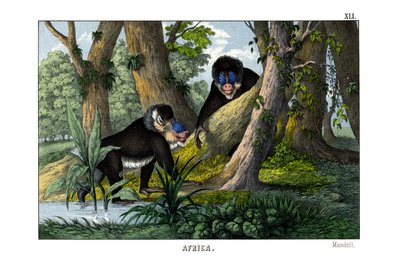 Mandrill alkotó: English School