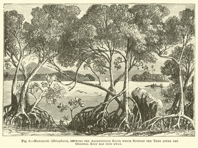 Mangrove (Rhizophora), bemutatja a járulékos gyökereket, amelyek támogatják a fát, miután az eredeti gyökér elhalt alkotó: English School