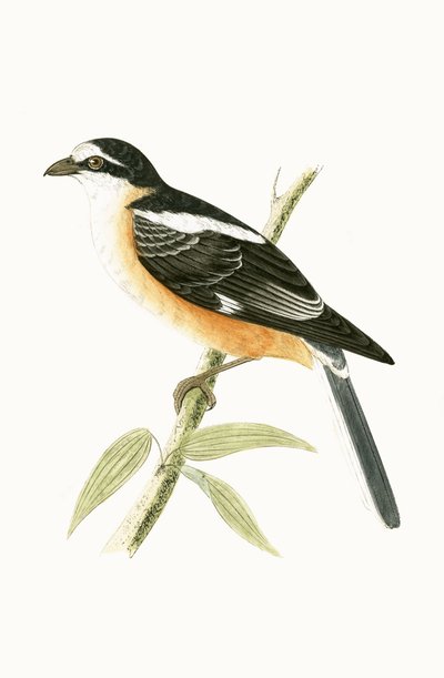 Masked Shrike, illusztrációja Charles Robert Bree (1811-86) „Európa madarainak története, amelyeket nem figyeltek meg a Brit-szigeteken” című művéből, 1867. alkotó: English School