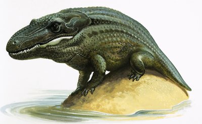 Mastodonsaurus alkotó: English School