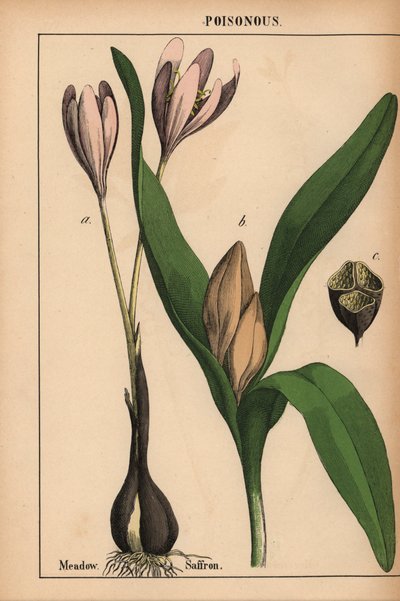 Réti sáfrány lila virággal  , a "The Instructive Picturebook, or Lessons from the Vegetable World", [Charlotte Mary Yonge], Edinburgh alkotó: English School