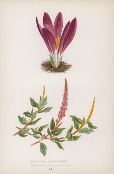 Merendera Bulbocodium; Polygonum Vaccinifolium (színes litho) alkotó: English School