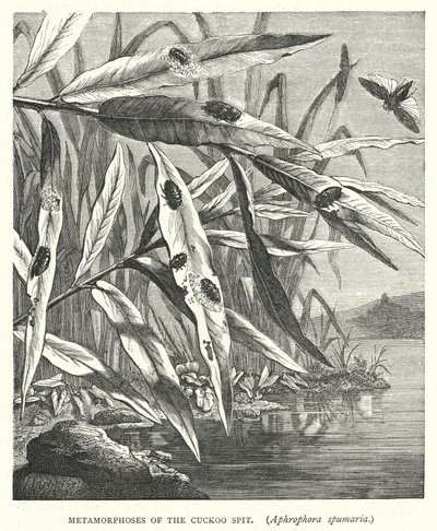 A kakukktorma, Aphrophora spumaria metamorfózisai (metszet) alkotó: English School