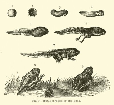 A béka metamorfózisa alkotó: English School