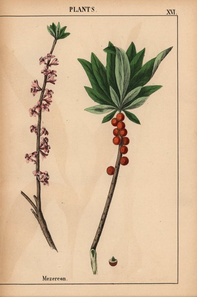 Mezereon piros bogyós gyümölcsökkel és rózsaszín virágokkal.  , a "The Instructive Picturebook, or Lessons from the Vegetable World", [Charlotte Mary Yonge], Edinburgh alkotó: English School