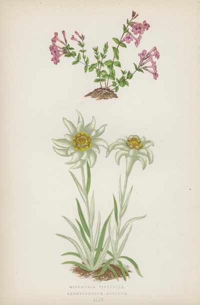 Micomeria Piperella; Leontopodium Alpinum (színes litográfia) alkotó: English School