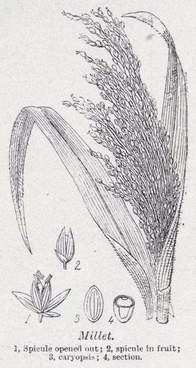 köles (litho) alkotó: English School