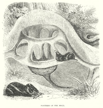 Mole Hill (metszet) alkotó: English School